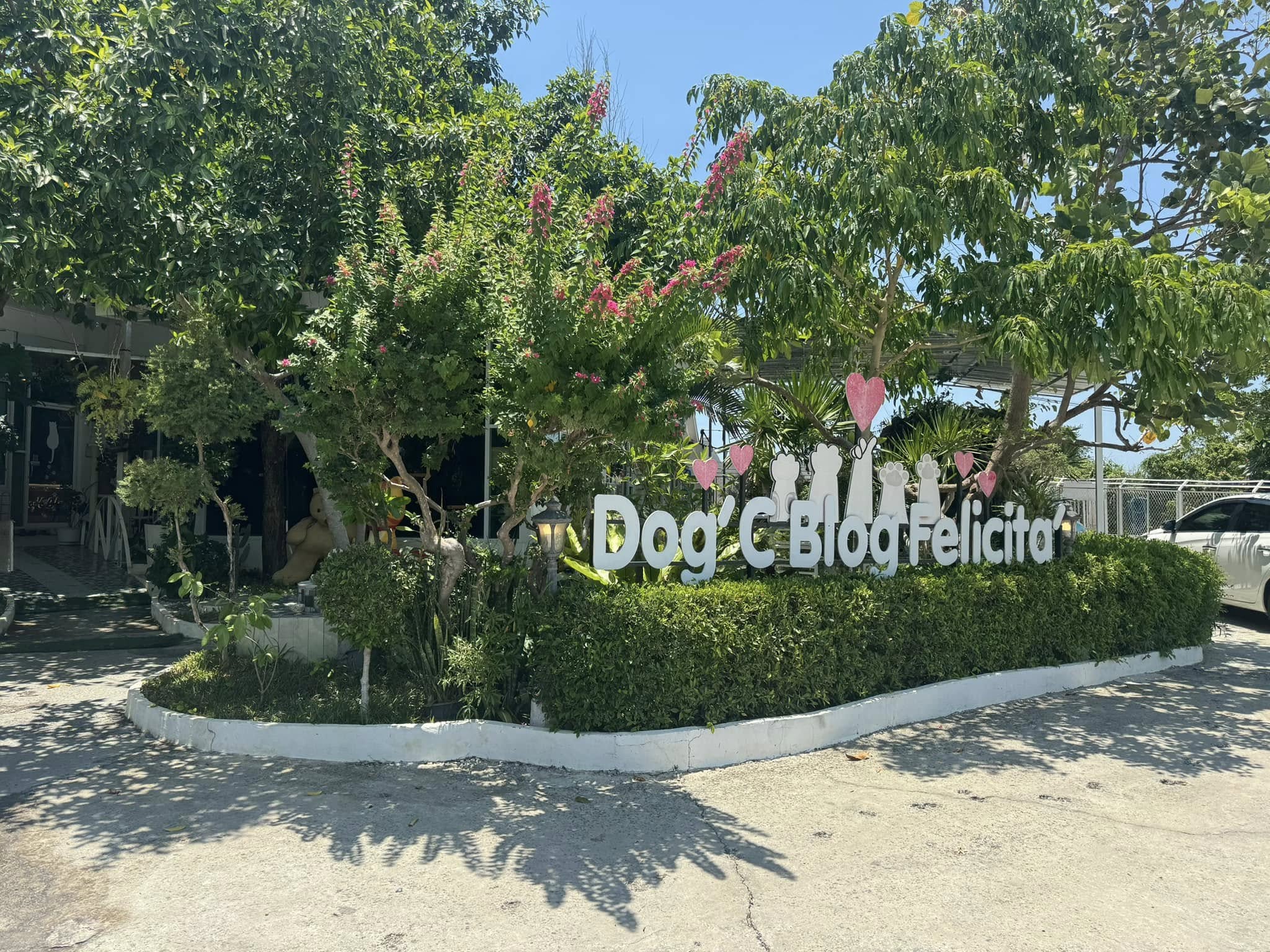 คาเฟ่หมาแมวมือ 2 พัทยา Dog'C​ Blog​ Felicita'