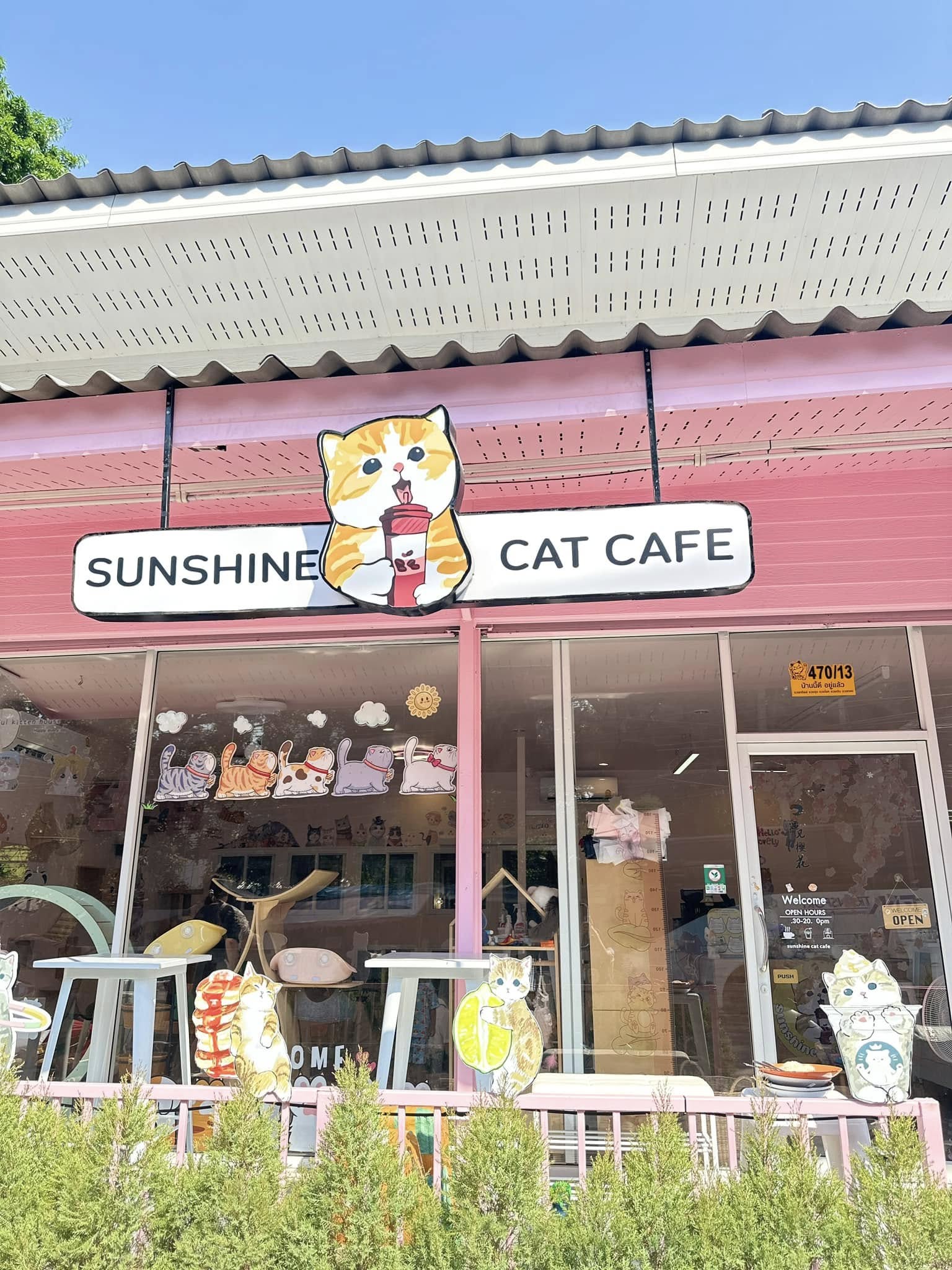 sunshine cat cafe