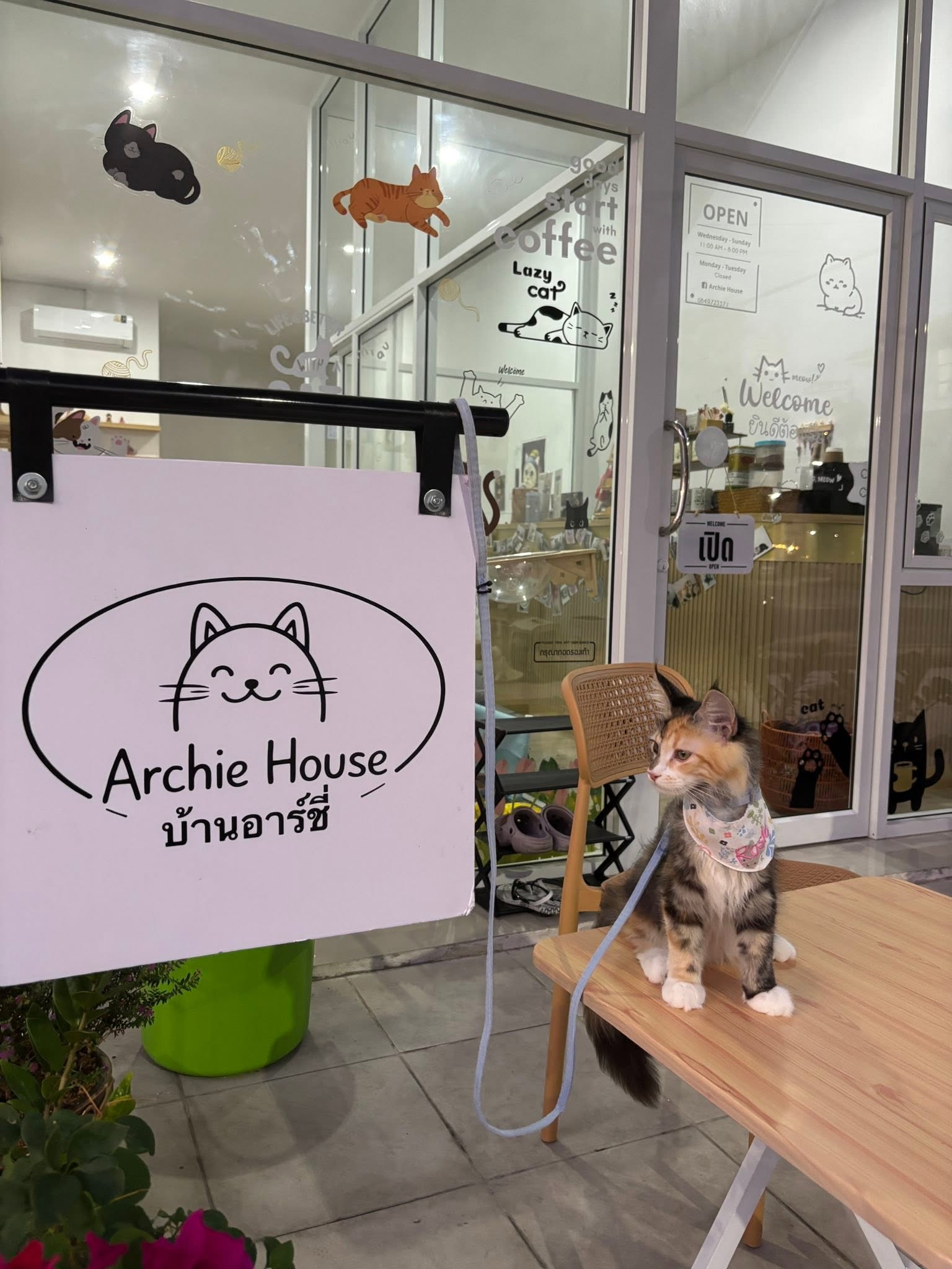 Archie House cat cafe คาเฟ่แมวบ้านอาร์ชี่